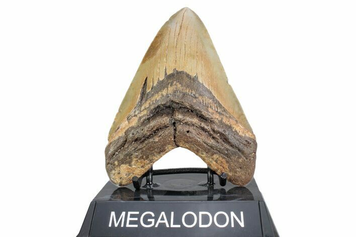 Fossil Megalodon Tooth - North Carolina #378074